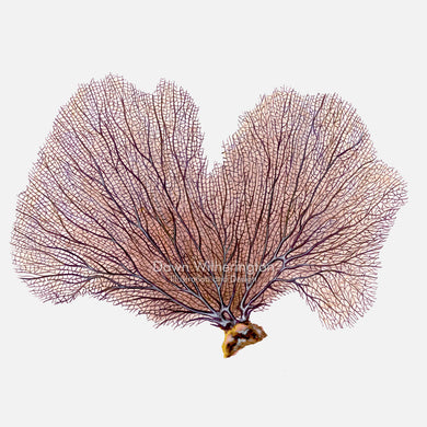 This beautiful illustration of a purple sea fan, Gorgonia flabellum, is accurate in detail.