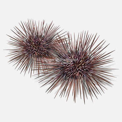 This beautiful illustration of a Atlantic purple sea urchins, Arbacia punctulata, is accurate in detail.