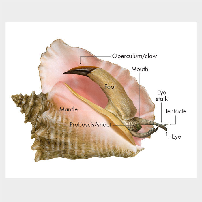 Conch Label Queen Conch Anatomy – drawnbydawn