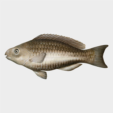 This beautiful Illustration of an adult queen parrotfish (Scarus vetula) is biologically accurate in detail.