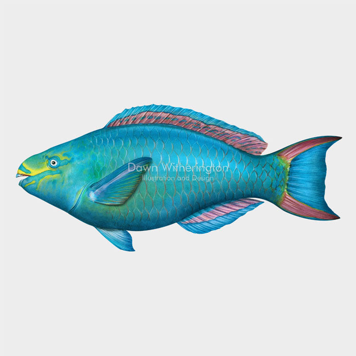 This beautiful Illustration of a supermale queen parrotfish (Scarus vetula), is biologically accurate in detail.