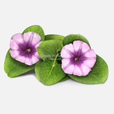 This beautiful illustration of railroad vine, Ipomoea pes-caprae, is botanically accurate in detail.
