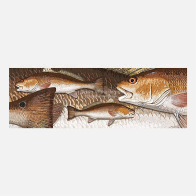 Red drum graphic
