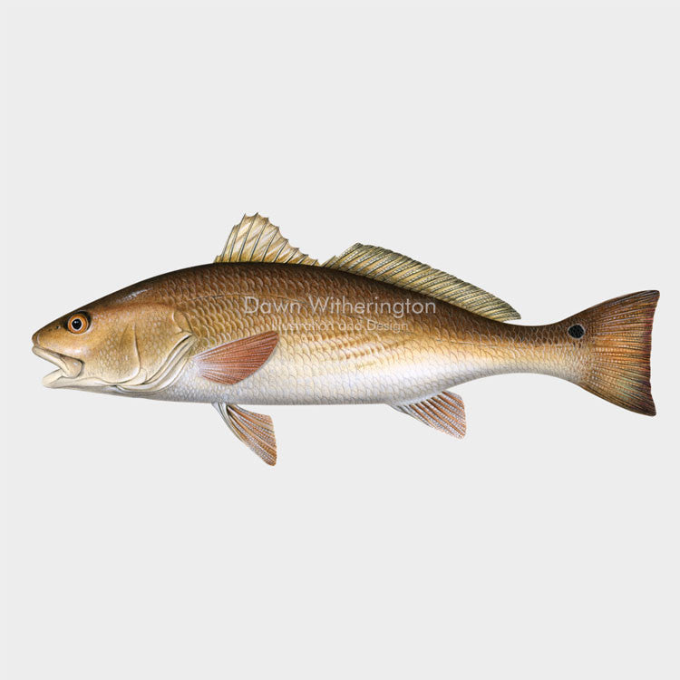This beautiful drawing of a red drum (redfish), Sciaenops ocellatus, is biologically accurate in detail.