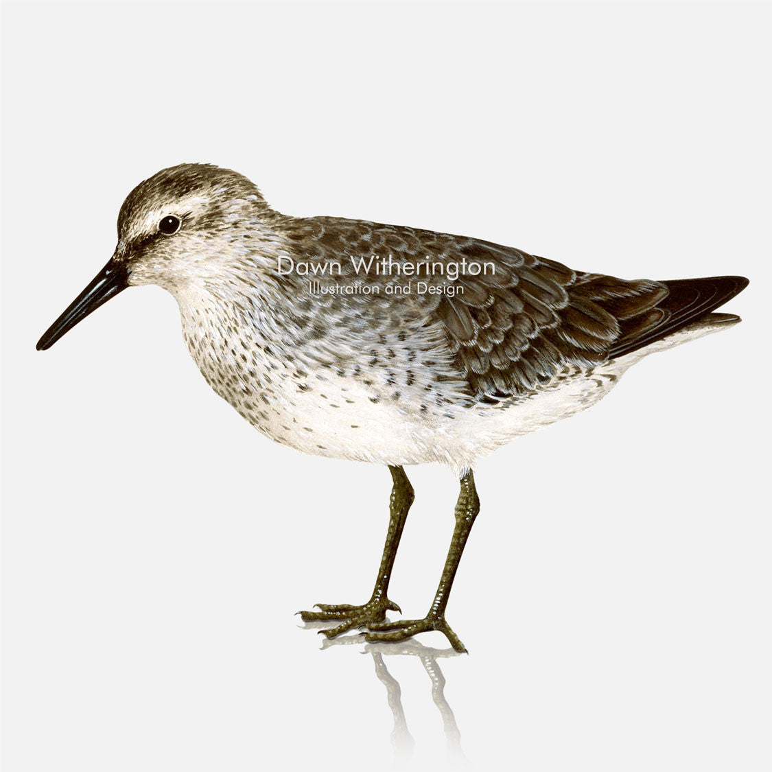This beautiful illustration of a Red knot, Calidris canutus, in winter plumage, is biologically accurate in detail.