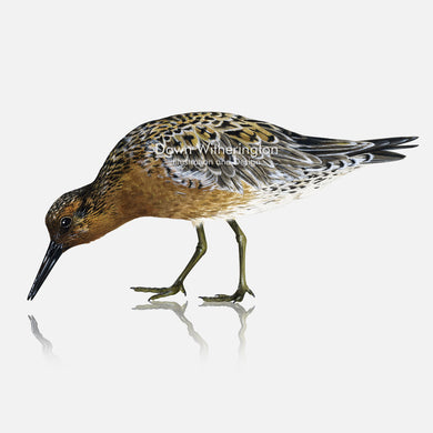 This beautiful illustration of a red knot, Calidris canutus, in breeding plumage, is biologically accurate in detail.