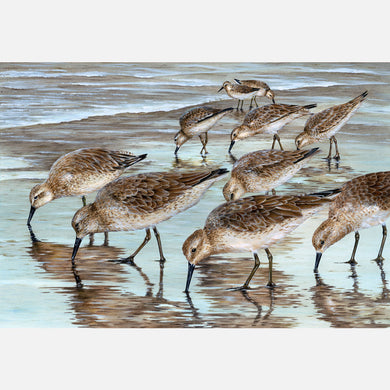 This beautiful illustration is of several red knots, Calidris canutus, foraging in the swash zone of the beach. 