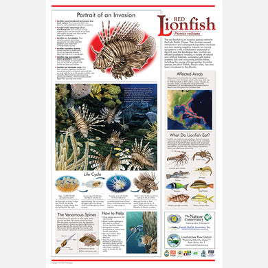 This beautiful poster provides information about the invasive red lionfish, Pterois volitans.