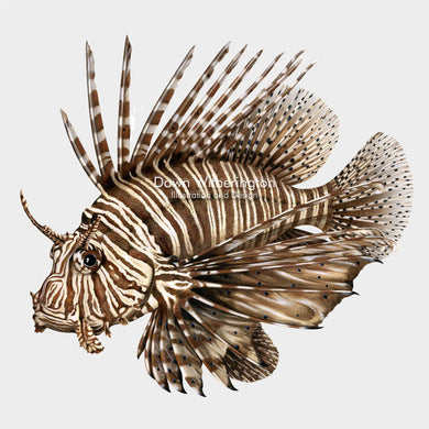 This beautiful illustration of  a red lionfish, Pterois volitans, is biologically accurate in detail.