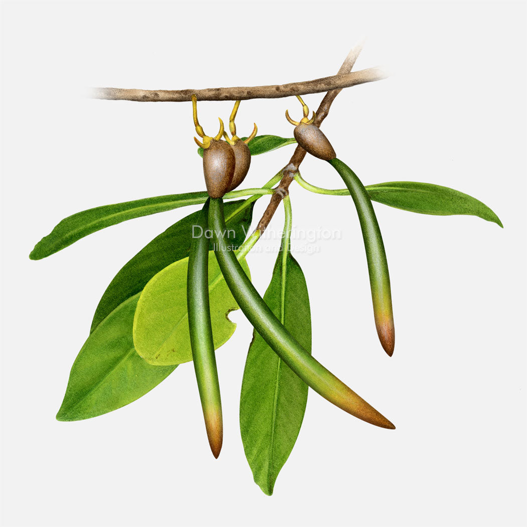 This beautiful illustration of red mangrove seeds and leaves, Rhizophora mangle, is botanically accurate in detail