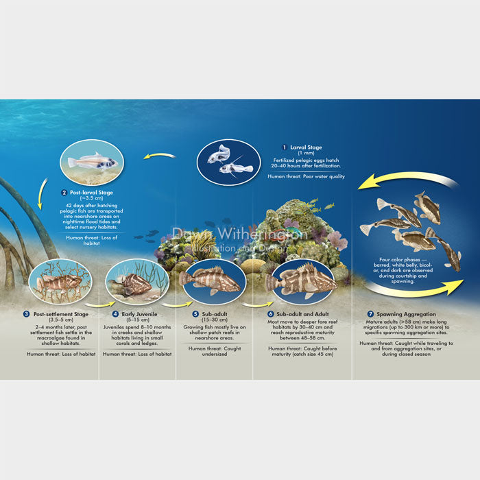 This graphic shows how grouper use reefs through their life stages.