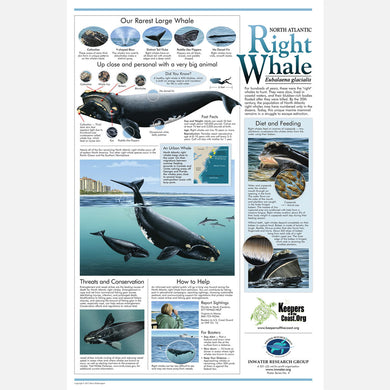 This beautiful poster provides information on the North Atlantic right whale (eubalaena glacialis). 