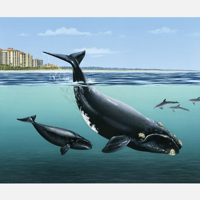 This illustration is of a North Atlantic right whale, eubalaena glacialis, with her calf  in their nearshore calving habitat. 