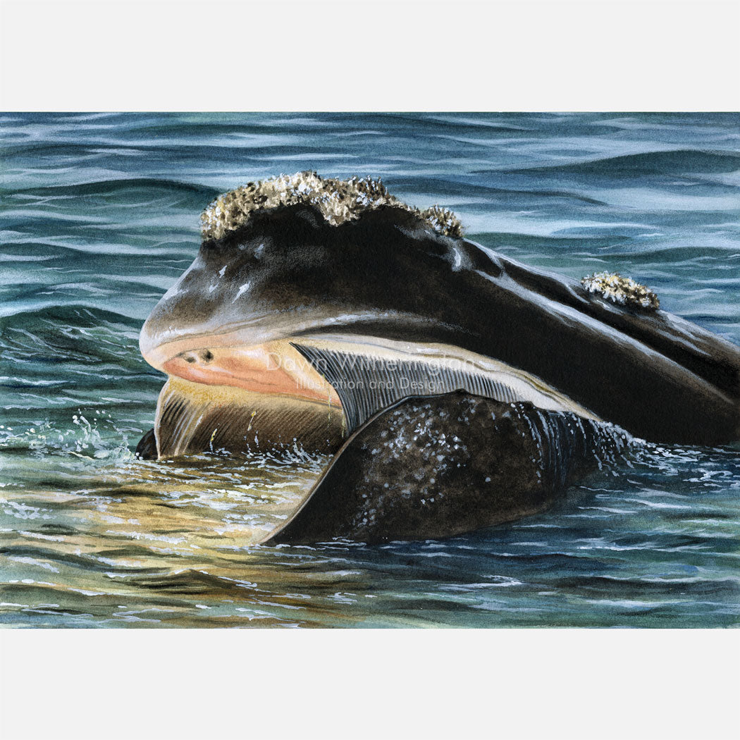 Right whale feeding
