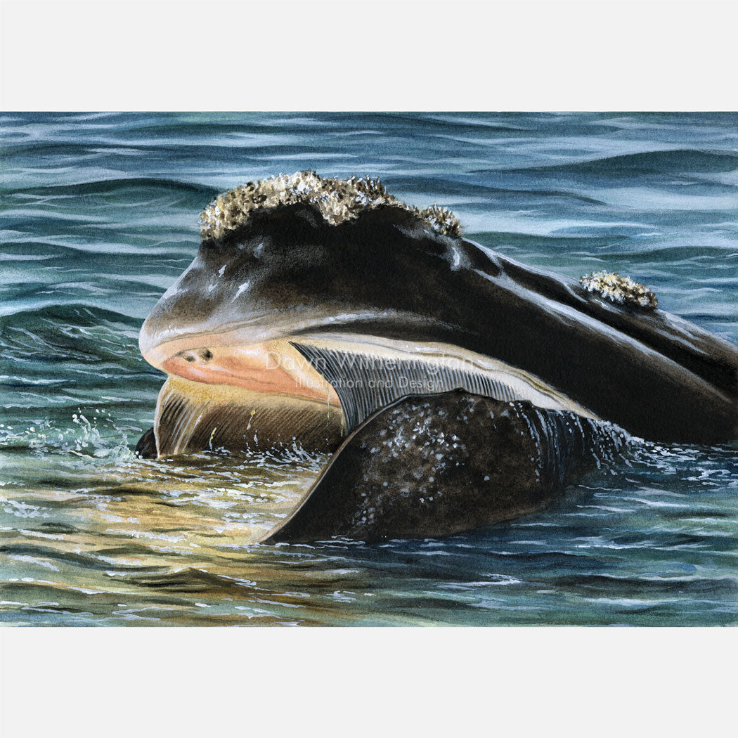 This illustration is of a North Atlantic right whale, eubalaena glacialis, straining plankton through its baleen. 