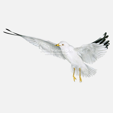 This beautiful illustration of a ring-billed gull, Larus delawarensis, is biologically accurate in detail.