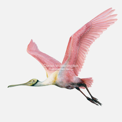 This beautiful illustration of a roseate spoonbill, Platalea ajaja, in flight, is biologically accurate in detail.