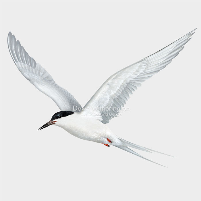 Roseate Tern in Flight