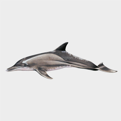 This illustration of a rough-toothed dolphin, Steno bredanensis, is biologically accurate in detail.