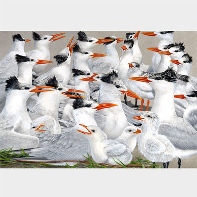 Royal Tern Nesting Colony