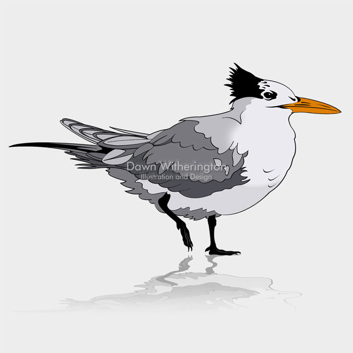 This is a cute graphic illustration of a royal tern (Thalasseus maximus).