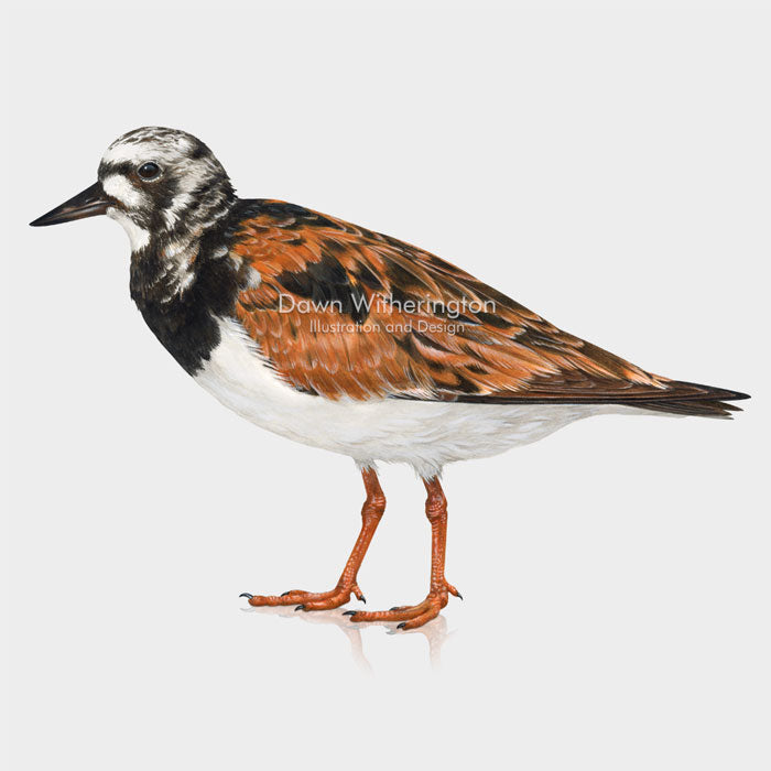 Ruddy Turnstone – drawnbydawn