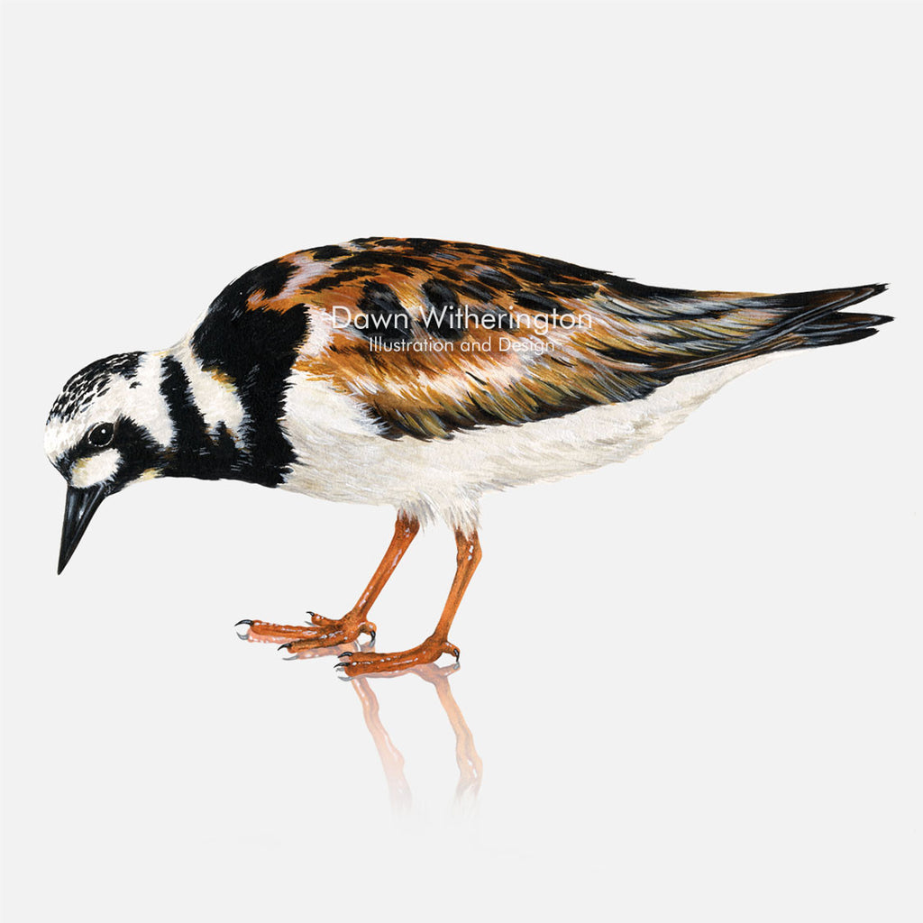 Ruddy Turnstone – drawnbydawn