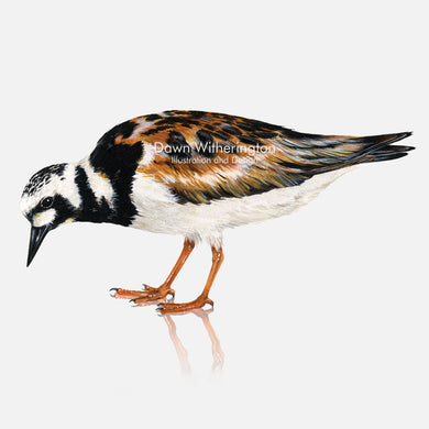 This beautiful illustration of a ruddy turnstone, Arenaria interpres, is biologically accurate in detail.