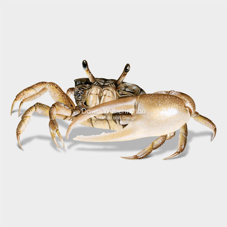 Sand Fiddler Crab – drawnbydawn