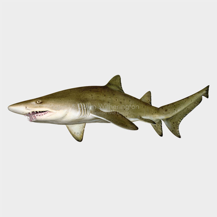 This beautiful illustration of a sand tiger shark, Carcharias taurus, is biologically accurate in detail.