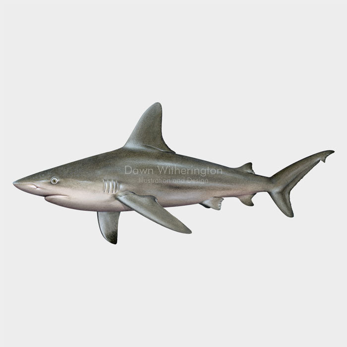 This beautiful illustration of a sandbar shark, Carcharhinus plumbeus, is biologically accurate in detail.