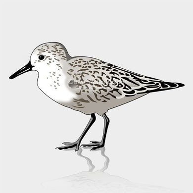 This is a cute graphic illustration of a sanderling (Calidris alba).