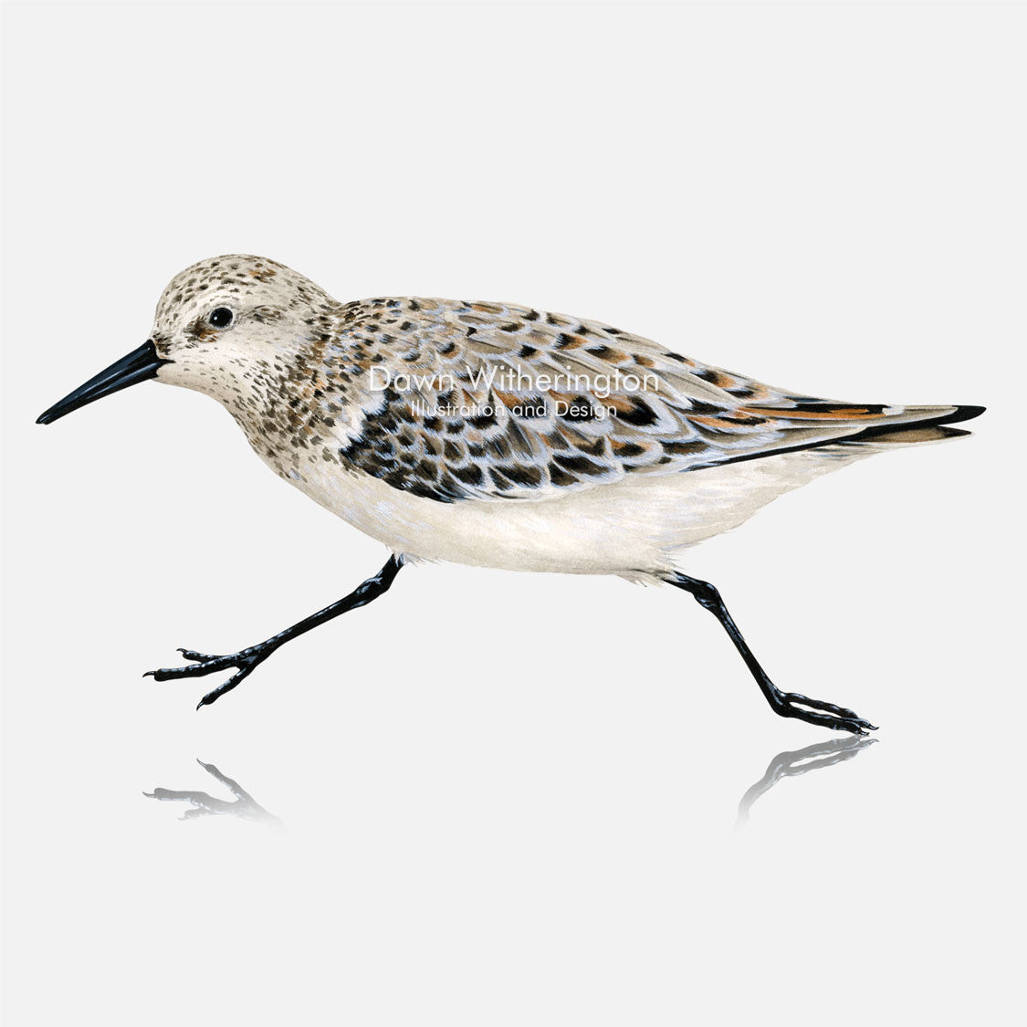 This beautiful illustration of a sanderling, Calidris alba, is biologically accurate in detail.