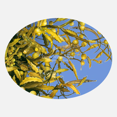 This illustration is of small animals associated with the sargassum community. The art features sargassum fish, sargassum shrimp, a sargassum nudibranch, and other animals found in sargassum.