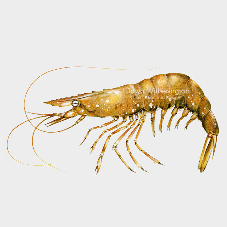 This beautiful drawing of a northern shrimp, a sargassum shrimp, Latreutes fucorum, is biologically accurate in detail.