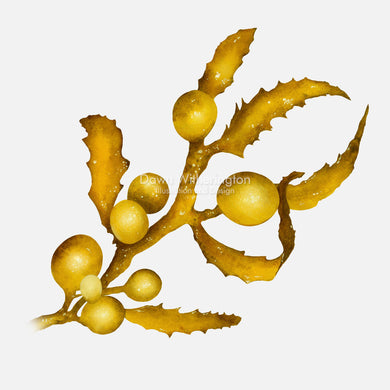 This beautiful illustration of pelagic sargassum, Sargassum fluitans, is botanically accurate in detail.