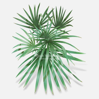 This beautiful illustration of saw palmetto, Serenoa repens, is botanically accurate in detail.
