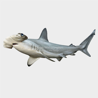 Scalloped Hammerhead Shark