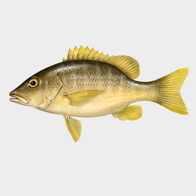 This lovely illustration of a schoolmaster snapper, Lutjanus apodus, is biologically accurate in detail.