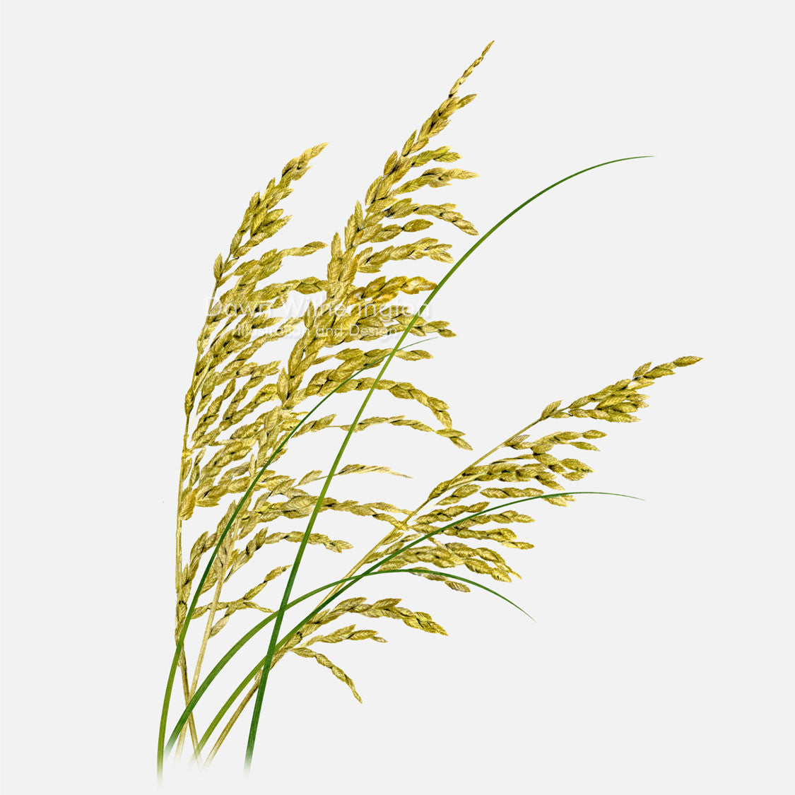 This beautiful illustration of seaoats, Uniola paniculata, is botanically accurate in detail.
