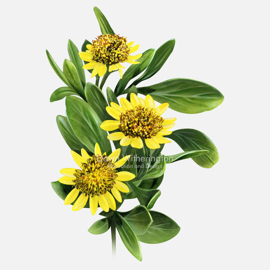 This beautiful illustration of bushy sea oxeye daisy, Borrichia frutescens, is botanically accurate in detail.
