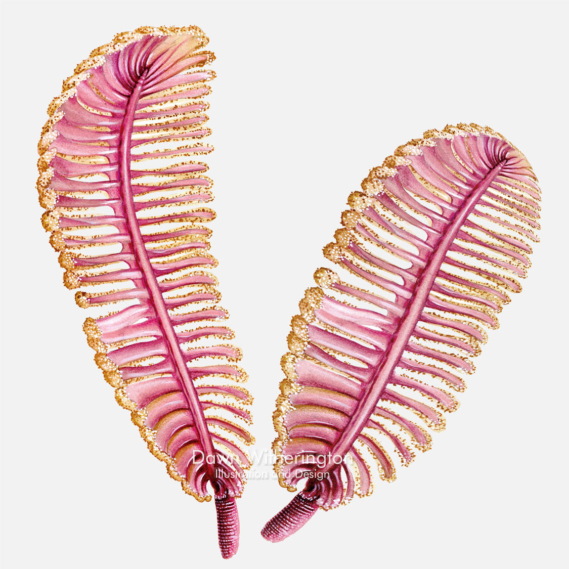 This beautiful illustration of sea pens is accurate in detail.