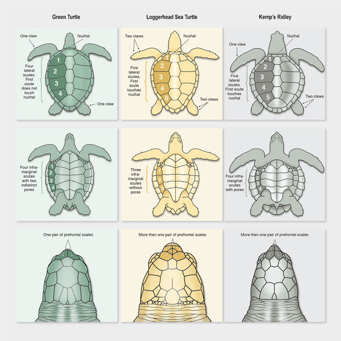 Sea turtle scute and scale anatomy – drawnbydawn