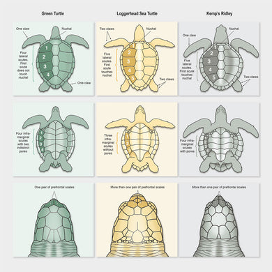 Sea turtle scute and scale anatomy