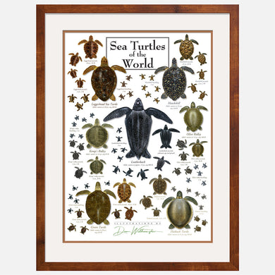 This beautiful poster shows illustrations of the seven sea turtle species in several stages of development. 