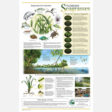 This beautiful poster provides information about the importance of Florida's seven species of seagrasses.