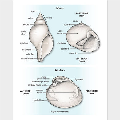 This illustration of seashell anatomy is accurate in detail.