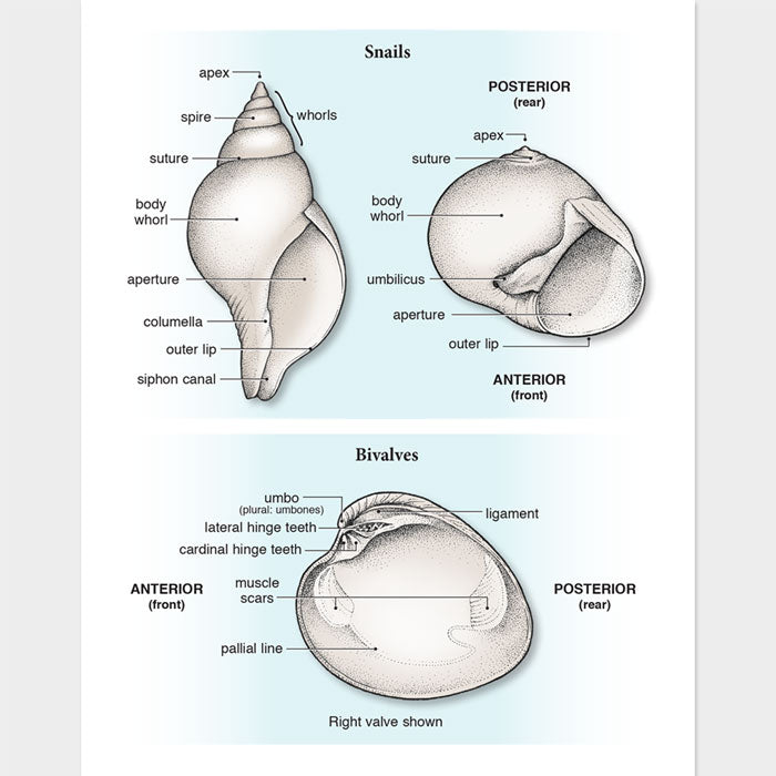 Seashell anatomy – drawnbydawn