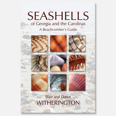 Seashells of Georgia and the Carolinas by Blair and Dawn Witherington