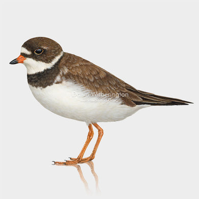 Semipalmated Plover Breeding Adult